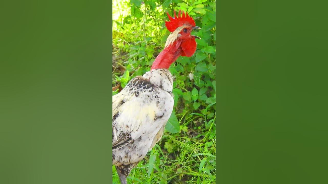 Rooster Naturally crowing, Rooster sound effects ❤️💕#birds #animalsounds