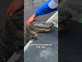 Crocodile Pet Animals Shorts Crocodile Pets Crocodile Pet Animals Shorts Crocodile Pets
