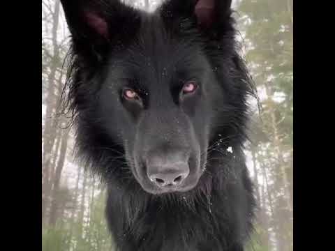 الذئب الأسود  
