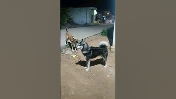 Siberian Husky attack in street dog😱😨 🐕