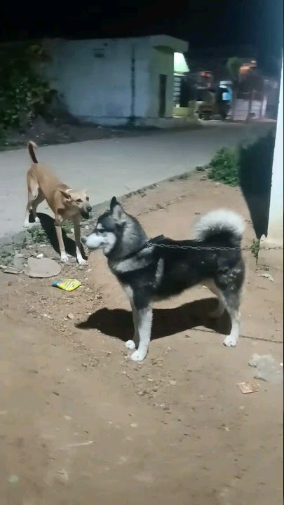 Siberian Husky attack in street dog😱😨 🐕
