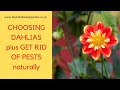 Expert dahlia tips - choosing dahlias, controlling pests and what to do when dahlias don't flower