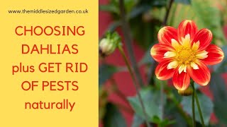 Pests on Dahlias: How to Deal with Them Without Chemicals (And What to Do When They Don't Bloom) Dahlia Poisonous
