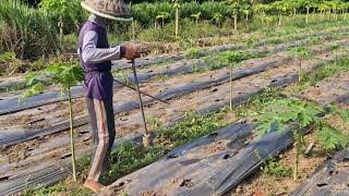 MAKING PERFECT MULCH FILM HOLES WITH A SIMPLE DIY TOOL! - Agriculture farming