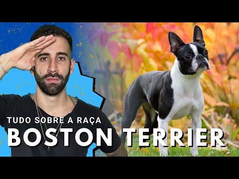 Vídeo: Cores do casaco de Boston Terrier: Tudo sobre a raça