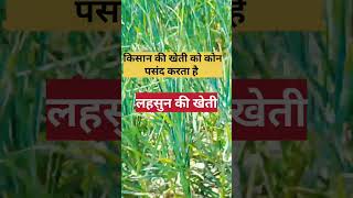 किसान की खेती ।। लहसुन। । shortvideo good agriculture