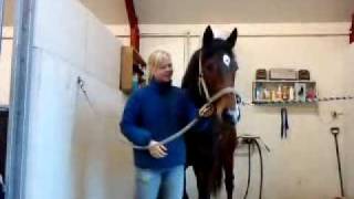 Pernille hoses down Park Dancer, 20091209