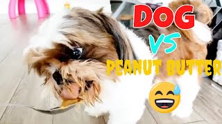 Dog VS Peanut Butter😋🥜| FIRST TIME EVER!!! (Safe for dogs) Funny Smiling Shih Tzu🐶❤