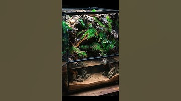 The Guide to Creating a Perfect Paludarium 🌿