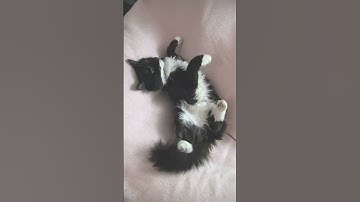 Caturday mood 😻🐾 Sleepy stretch - Mr. Darcy, tuxedo cat #Shorts #Caturday