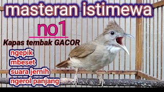 Masteran speed rapat dan suara jernih Burung Kapas Tembak gacor