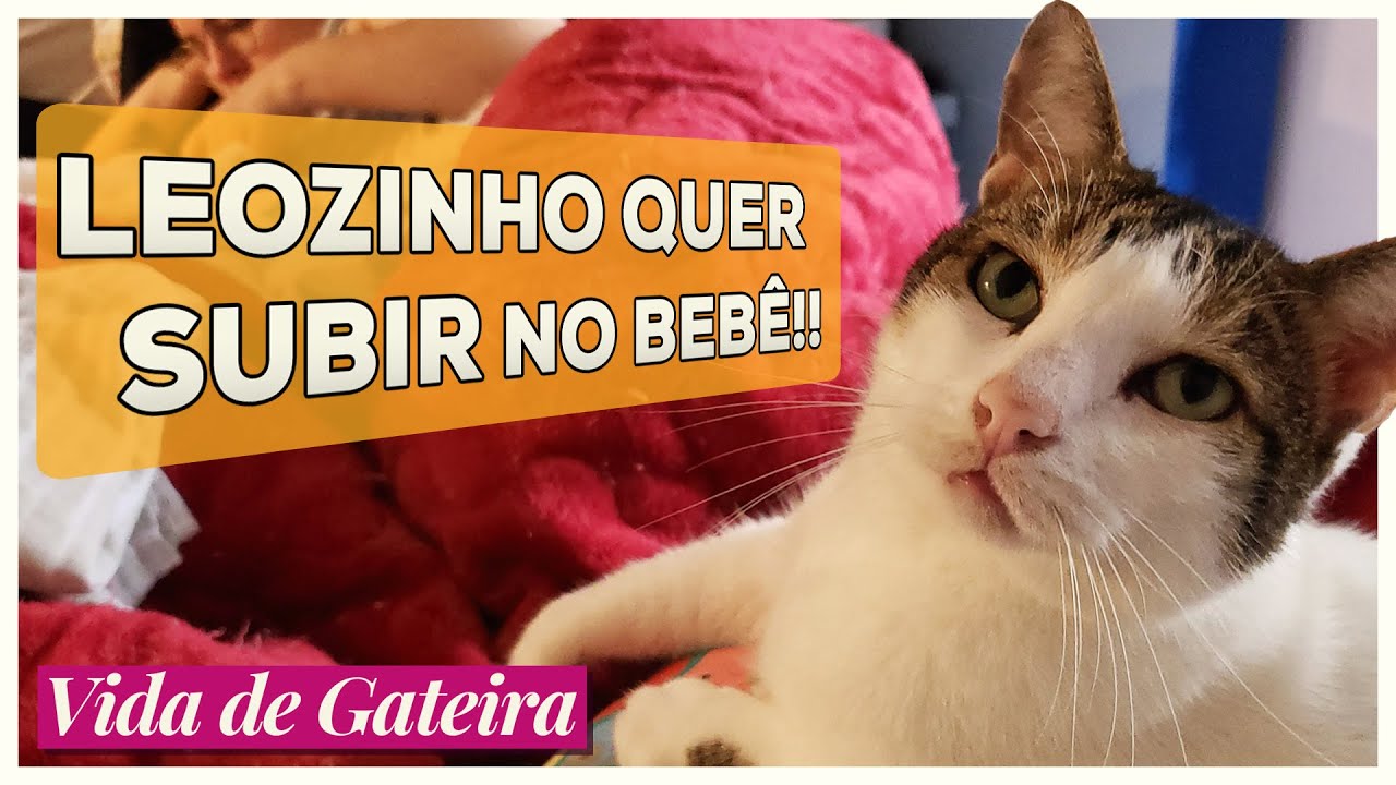 Rotina com Gatos e Dora | Vida de Gateira #25