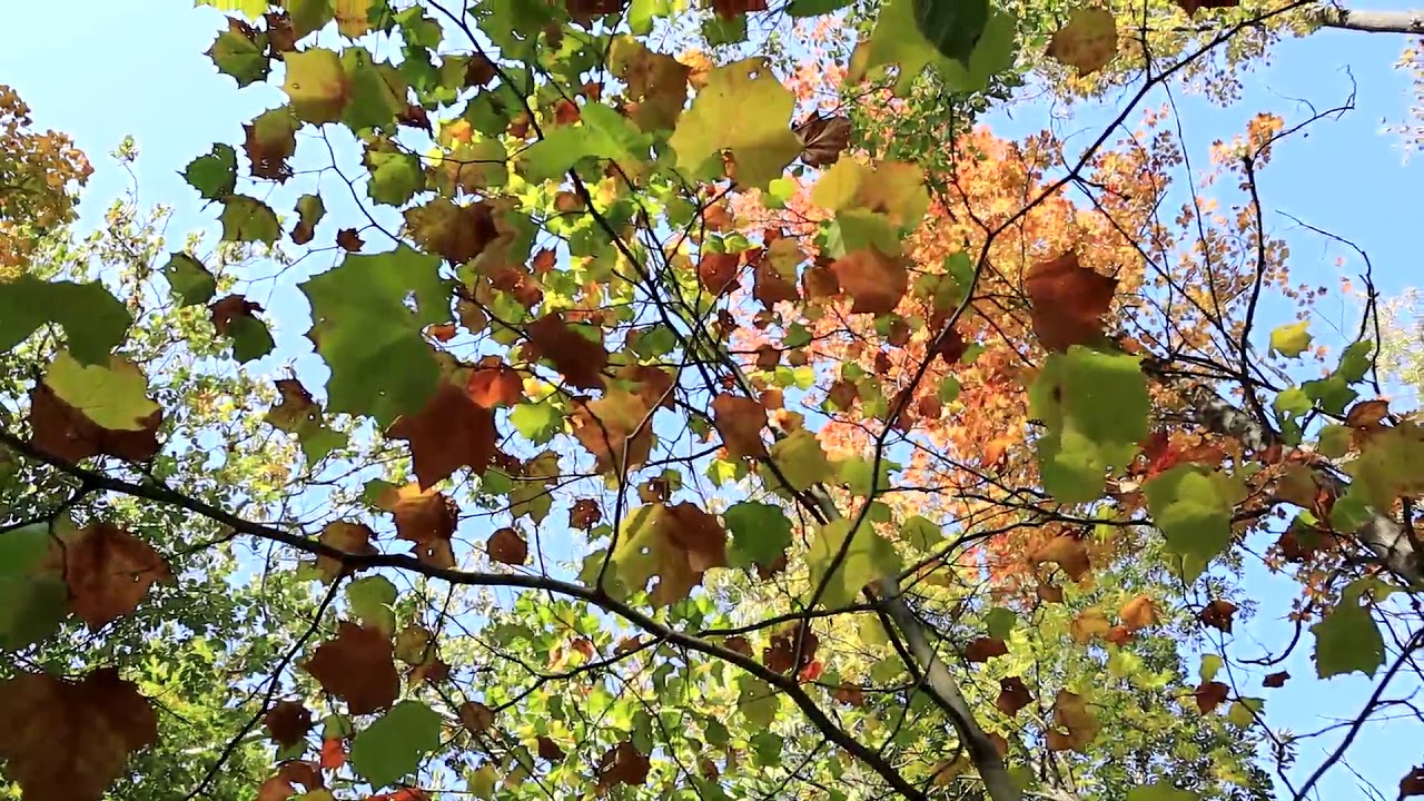 Cuyahoga Valley National Park Brandywine Falls -Waking Stanford trail(2020.10.10)