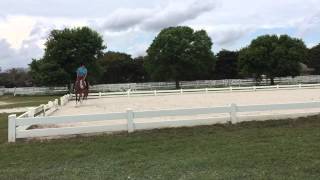 Nemo canter clip