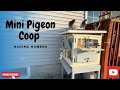 Pigeon Neighbors 🕊️😊