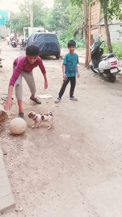 zoozoo playing holi