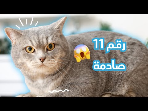 12 حقائق عن القطط الذكور