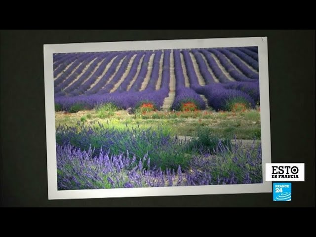 Lavanda, el oro azul de la Provenza francesa - YouTube