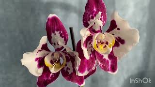 Домашнее цветение орхидеи Танго (Marrakesh)
