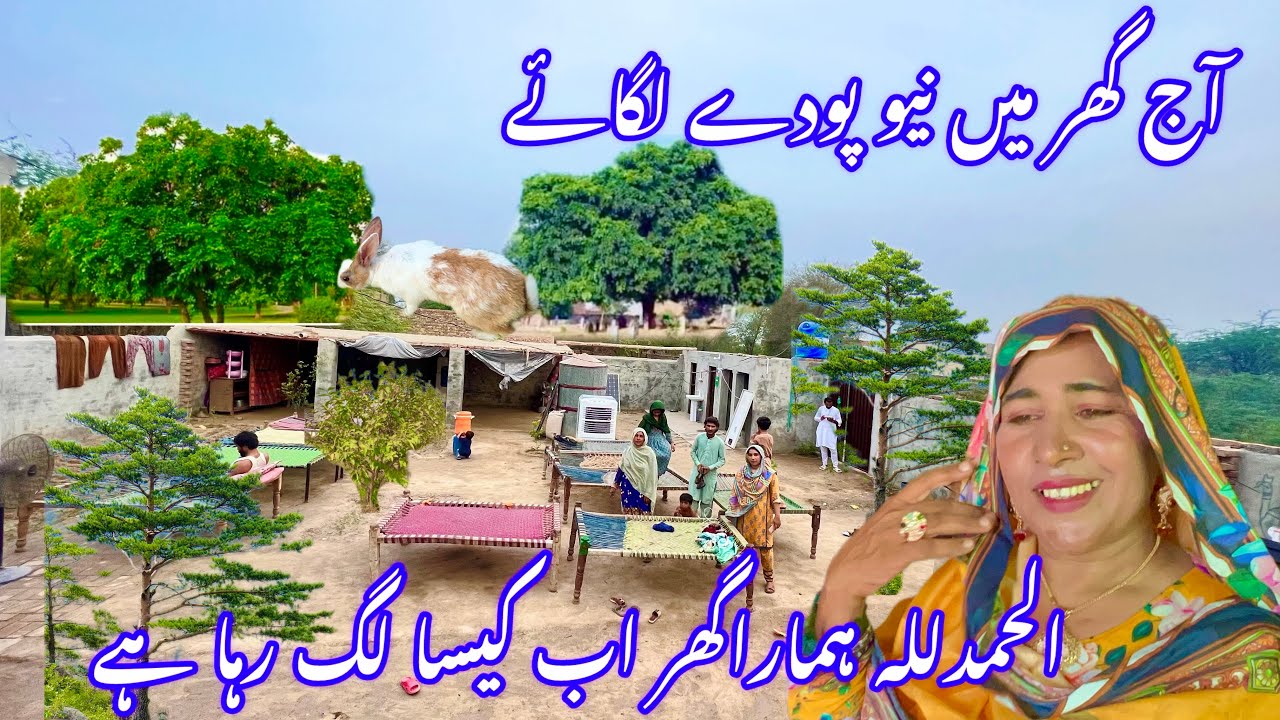 آج گھر میں پودے لگائے🌲🌵الحمدللہ ہمارا گھر اب کیسا لگ رہا ہے🐇رخسانہ ولیج ...