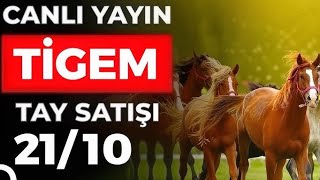 7 Kasım 2025 Ti̇gem Tay Satışları Canlı