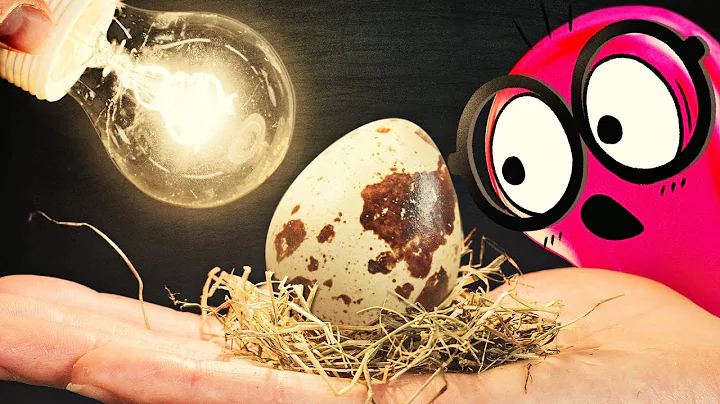 Titel: EXPERIMENT: Eier von einem Lebensmittelgesc...