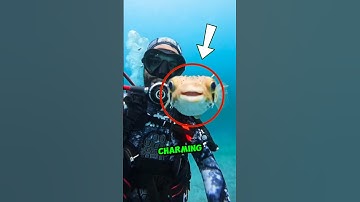 The Happiest Fish in the Sea!