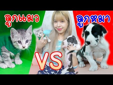 ลูกหมา VS ลูกแมว ใครชนะ ป่วนพี่กุ๊กกุ๊ก หนักมาก