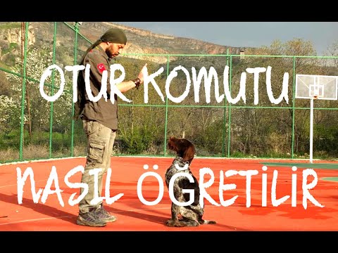 OTUR KOMUTU UYGULAMALI ANLATIM/AV KÖPEĞİ EĞİTİMİ/YAVRU AV KÖPEK OTUR EĞİTİMİ