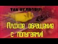 Плохое обращение с попугаями!!! Как нельзя обращаться с попугаями?! Пример плохого обращения!