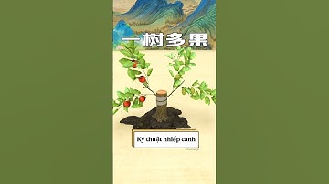 Chúc mừng bạn, đã phát minh ra kỹ thuật ghép cây.