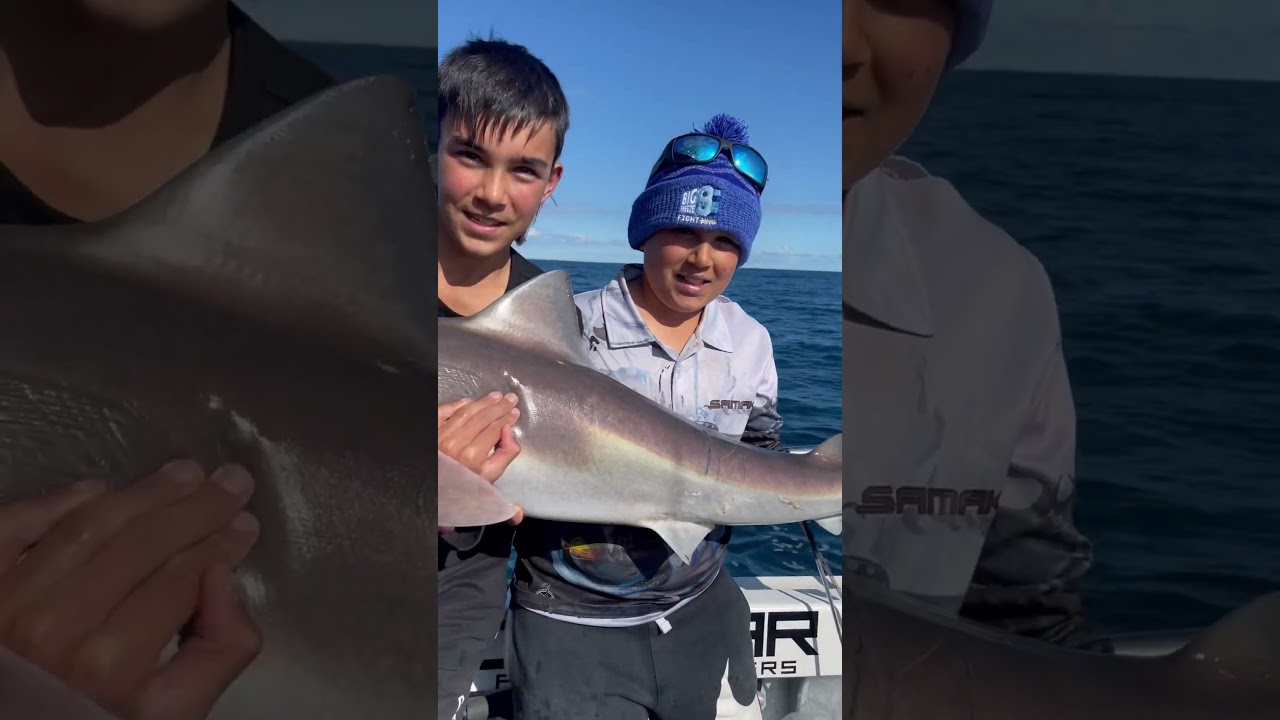 Just a 1.5M school shark