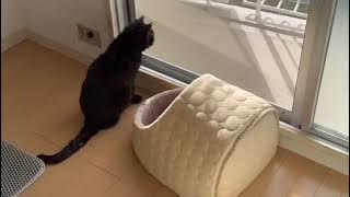 久しぶりにご機嫌でお外をみた猫