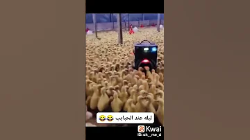 ليله عند الحبايب 