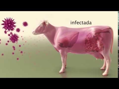 Video: Cómo Tratar El Malestar Estomacal De Una Vaca