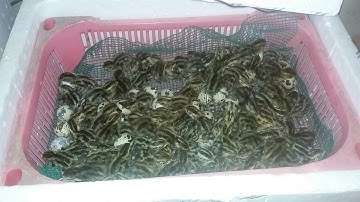 Chia  sẻ cách chăm sóc Cút con mới nở 2 ngày tuổi rất đơn giản 13/11/2019 | Khoa Hien 247