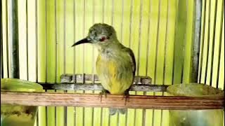 Suara khas KOLIBRI KELAPA Trotol gacor besetan tajam siulan ampuh memancing korlap liar