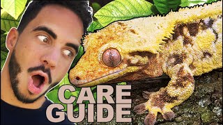 Crested Gecko Care & SetUp! Complete Care Guide!