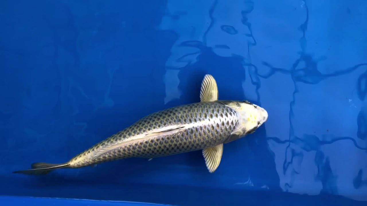 Mukashi Ogon Izumiya Koi Farm Update 3 Nov 2018 Youtube Mukashi Ogon Izumiya Koi Farm Update 3 Nov 2018 Youtube
