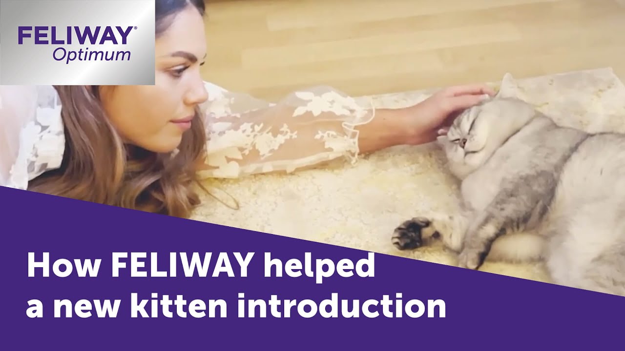 A BRAND NEW FELIWAY!, A BRAND NEW FELIWAY! Introducing FELIWAY Optimum  which is proven to calm cats better than ever before! Enhances serenity and  helps avoid all common, By VioVet