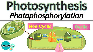 (8.3) - Cyclic & Non Cyclic Photophosphorylation - (IB Biology) - TeachMe