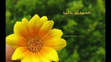 ﴿رب أوزعني أن أشكر نعمتك التي أنعمت علي وعلى والدي وأن أعمل صالحا﴾الشيخ ياسر الدوسري من سورة الاحقاف