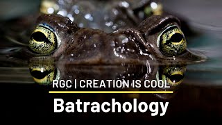 Toads are INVADING Australia!!! | Batrachology | Creation is Cool