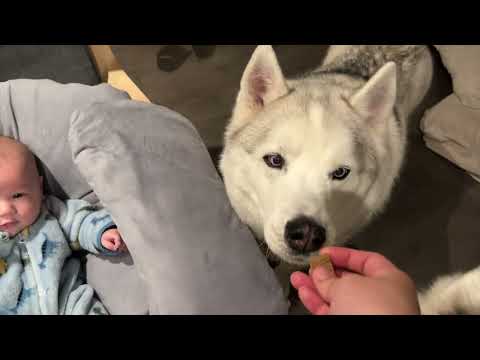 Sweet baby and puppies moments at home