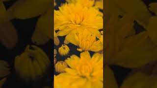 Nabiii , Ka Lab Par , ,