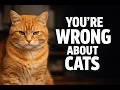 You’re Wrong About Cats — Here’s Why They Feel So Comforting