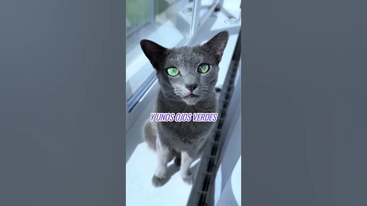 Video 10732131: russian blue cat kitten, cat feline