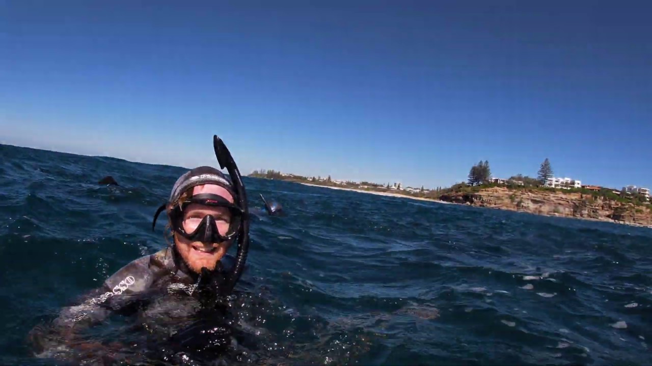 ☃️ Epic majestic seabass ball (mullet) Winter Spearfishing Sunshine