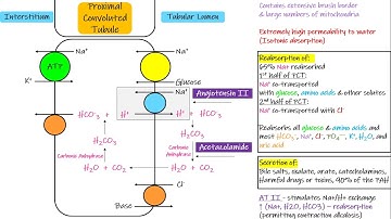 Transport in Proximal Convoluted Tubule (PCT) . Chapter 28 part 3. Guyton and Hall Physiology.