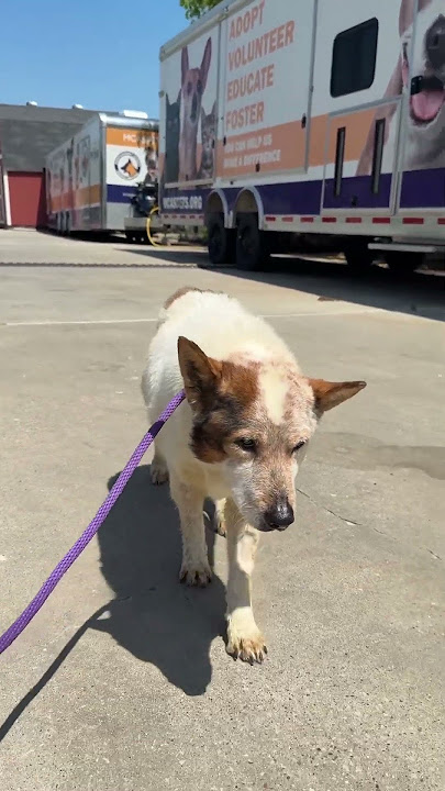 A412718 Nona walking